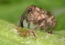 Canada Releases The First Ever Biological Control Agent To Tackle Invasive Common Tansy