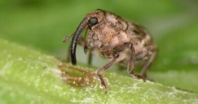 Canada Releases The First Ever Biological Control Agent To Tackle Invasive Common Tansy Canada Releases The First Ever Biological Control Agent To Tackle Invasive Common Tansy