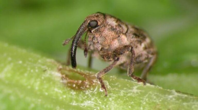 Canada Releases The First Ever Biological Control Agent To Tackle Invasive Common Tansy