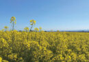 Canola Allies Recruiting Insects For Natural Pest Control