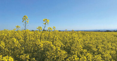 Canola Allies Recruiting Insects For Natural Pest Control