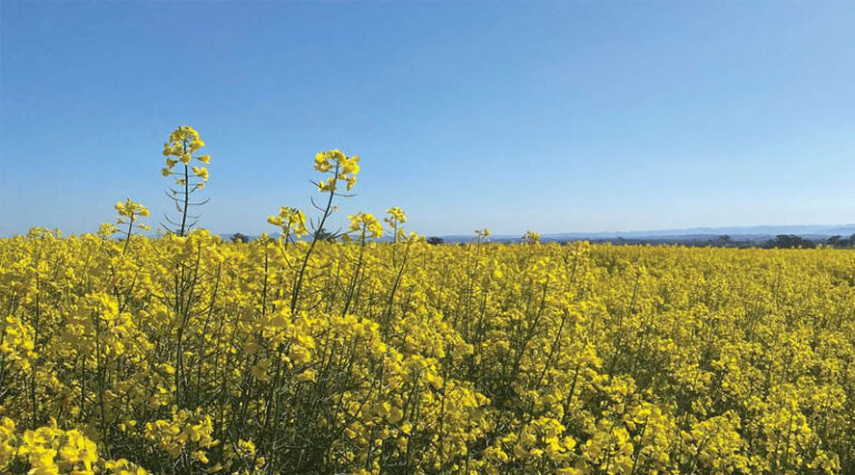 Canola Allies Recruiting Insects For Natural Pest Control