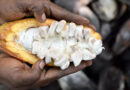 Carbon Credits Won’t Finance Colombia’s Cacao Transition On Their Own