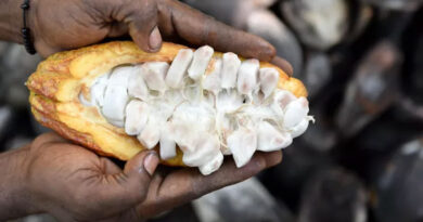 Carbon Credits Won’t Finance Colombia’s Cacao Transition On Their Own