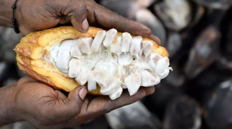 Carbon Credits Won’t Finance Colombia’s Cacao Transition On Their Own