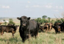 Cattle Chat The Economics Of Creep Feeding