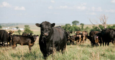Cattle Chat: The Economics Of Creep Feeding Cattle Chat The Economics Of Creep Feeding