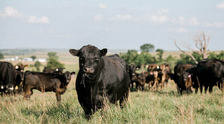 Cattle Chat The Economics Of Creep Feeding