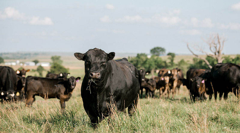 Cattle Chat The Economics Of Creep Feeding