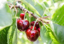 Cherry-ish the Sweetness of Summer Fresh Season for Northwest Sweet Cherries Winds Down