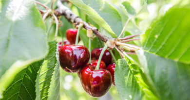 Cherry-ish the Sweetness of Summer Fresh Season for Northwest Sweet Cherries Winds Down