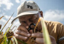 Collecting Kenya’s Opportunity Crops Searching for Tomorrow’s Solutions