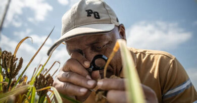 Collecting Kenya’s Opportunity Crops Searching for Tomorrow’s Solutions