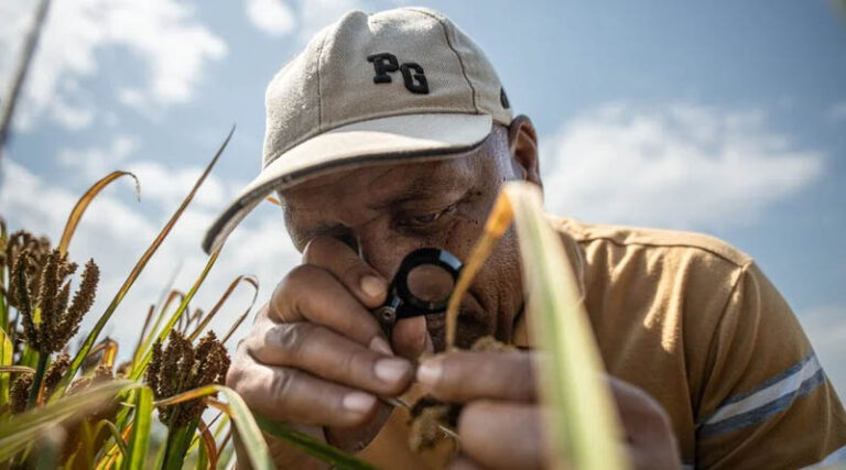 Collecting Kenya’s Opportunity Crops Searching for Tomorrow’s Solutions