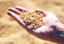 Conab Increases Brazil Corn Estimate 1.2 mt to 142.9 Million