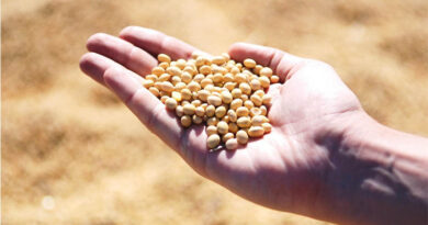 Conab Increases Brazil Corn Estimate 1.2 mt to 142.9 Million