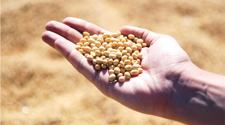Conab Increases Brazil Corn Estimate 1.2 mt to 142.9 Million