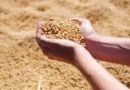 Corn Leafhoppers Impacted Corn Production in Northern Argentina