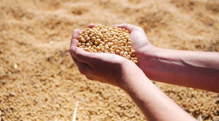 Corn Leafhoppers Impacted Corn Production in Northern Argentina