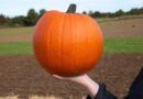 Elsoms Strengthens Vegetable Seed Offering With New Pumpkin Portfolio