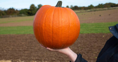 Elsoms Strengthens Vegetable Seed Offering With New Pumpkin Portfolio