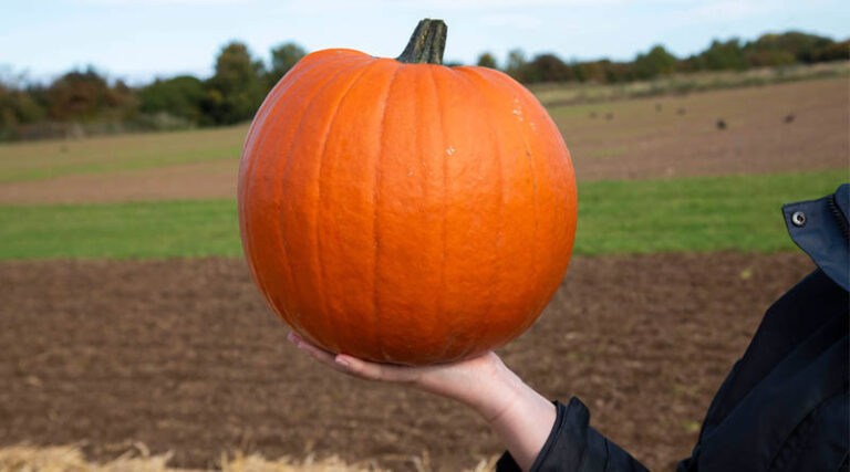 Elsoms Strengthens Vegetable Seed Offering With New Pumpkin Portfolio