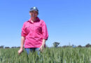 Eyre Peninsula Growers Invited To Help Shape Future Grains Investment