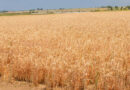 FAO Food Price Index Edges Up Amid Weather, Energy And Geopolitical Concerns