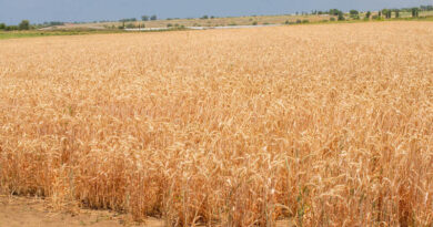FAO Food Price Index Edges Up Amid Weather, Energy And Geopolitical Concerns FAO Food Price Index Edges Up Amid Weather, Energy And Geopolitical Concerns