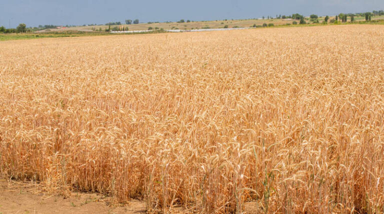 FAO Food Price Index Edges Up Amid Weather, Energy And Geopolitical Concerns