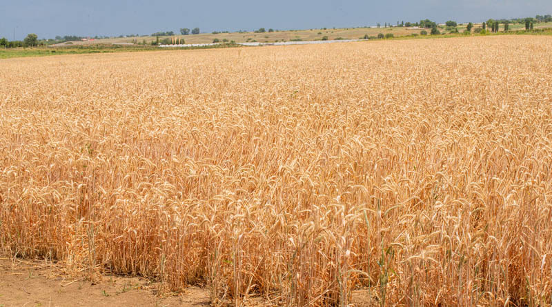 FAO Food Price Index Edges Up Amid Weather, Energy And Geopolitical Concerns