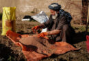 FAO Seeks Time-sensitive Support To Protect Afghanistan's 2027 Wheat Harvest Ahead Of Critical Planting Window