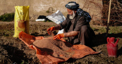 FAO Seeks Time-sensitive Support To Protect Afghanistan's 2027 Wheat Harvest Ahead Of Critical Planting Window FAO Seeks Time-sensitive Support To Protect Afghanistan's 2027 Wheat Harvest Ahead Of Critical Planting Window