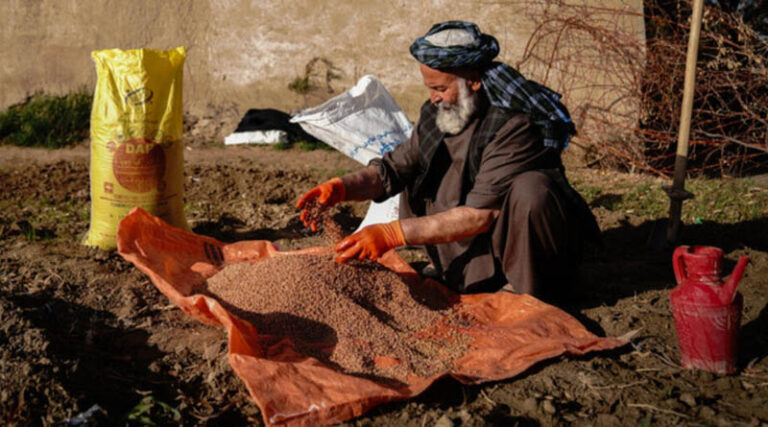 FAO Seeks Time-sensitive Support To Protect Afghanistan's 2027 Wheat Harvest Ahead Of Critical Planting Window