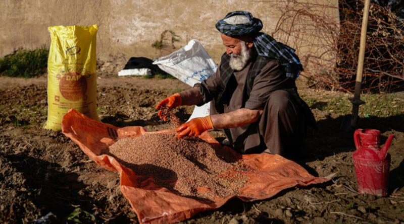 FAO Seeks Time-sensitive Support To Protect Afghanistan's 2027 Wheat Harvest Ahead Of Critical Planting Window