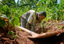 FAO at COP17 New Report Warns Soil Degradation Worsening As Adoption Of Proven Solutions Lags