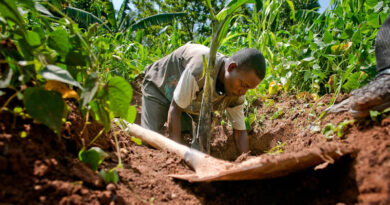 FAO at COP17 New Report Warns Soil Degradation Worsening As Adoption Of Proven Solutions Lags