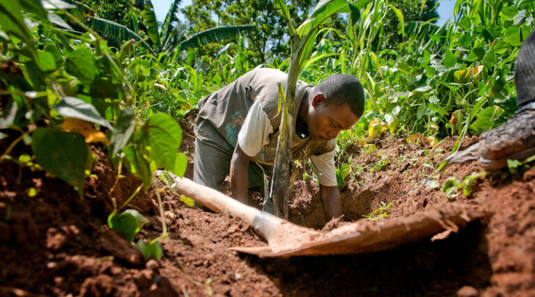 FAO at COP17 New Report Warns Soil Degradation Worsening As Adoption Of Proven Solutions Lags