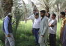 Farmer Field Schools Strengthen Red Palm Weevil Management In The UAE