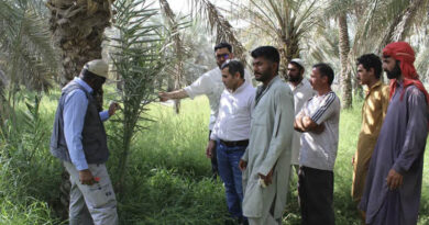 Farmer Field Schools Strengthen Red Palm Weevil Management In The UAE
