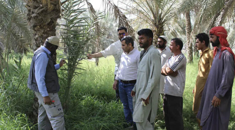 Farmer Field Schools Strengthen Red Palm Weevil Management In The UAE