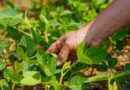 Fertilizer Industry Celebrates the Grower-Retailer Partnerships Driving Nutrient Stewardship Forward
