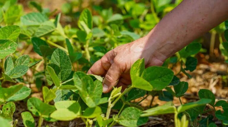 Fertilizer Industry Celebrates the Grower-Retailer Partnerships Driving Nutrient Stewardship Forward