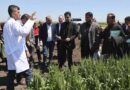 From Breeder Seed to Farmers' Fields ICARDA and FAO Restore Syria's Seed Systems