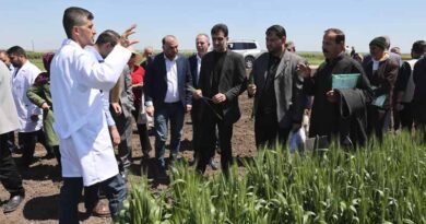 From Breeder Seed to Farmers' Fields ICARDA and FAO Restore Syria's Seed Systems