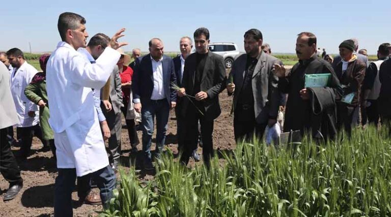 From Breeder Seed to Farmers' Fields ICARDA and FAO Restore Syria's Seed Systems