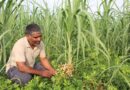 From Monoculture to Opportunity Rethinking Sugarcane Farming in Uttar Pradesh