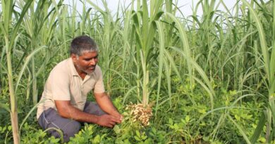 From Monoculture to Opportunity Rethinking Sugarcane Farming in Uttar Pradesh