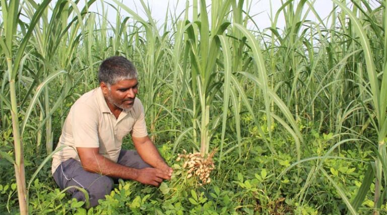 From Monoculture to Opportunity Rethinking Sugarcane Farming in Uttar Pradesh