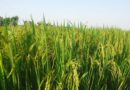 From Paddy Fields to Carbon Markets India’s Next Farmer-Income Opportunity